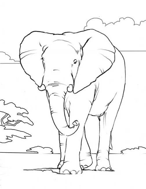 Elephant